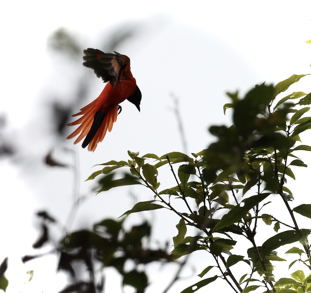 Maroon Oriole - Kay Burkett