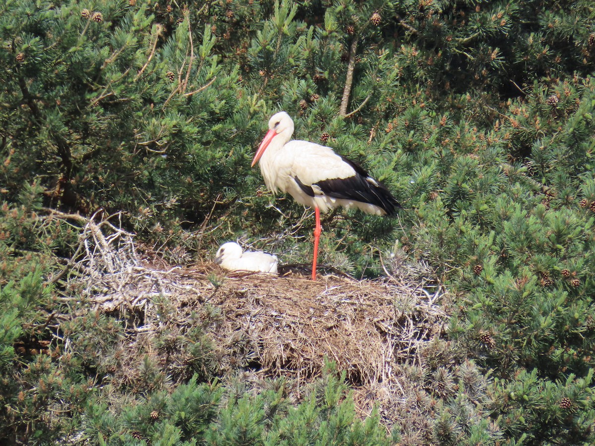 White Stork - ML580446911