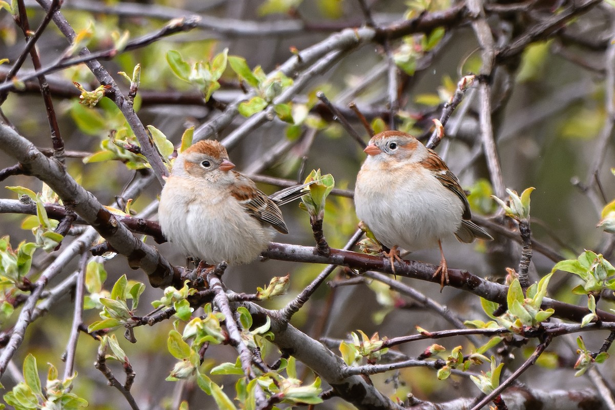 Field Sparrow - ML580448421