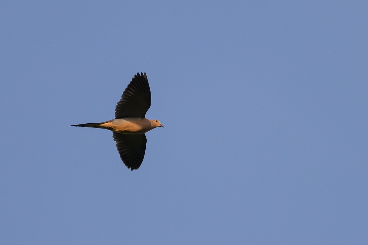 Mourning Dove - ML580448431