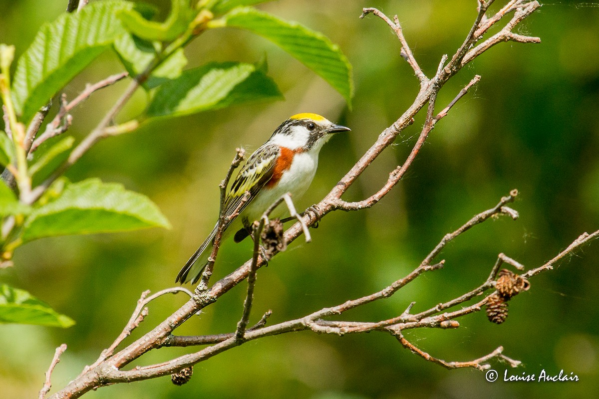 Chestnut-sided Warbler - ML580448651