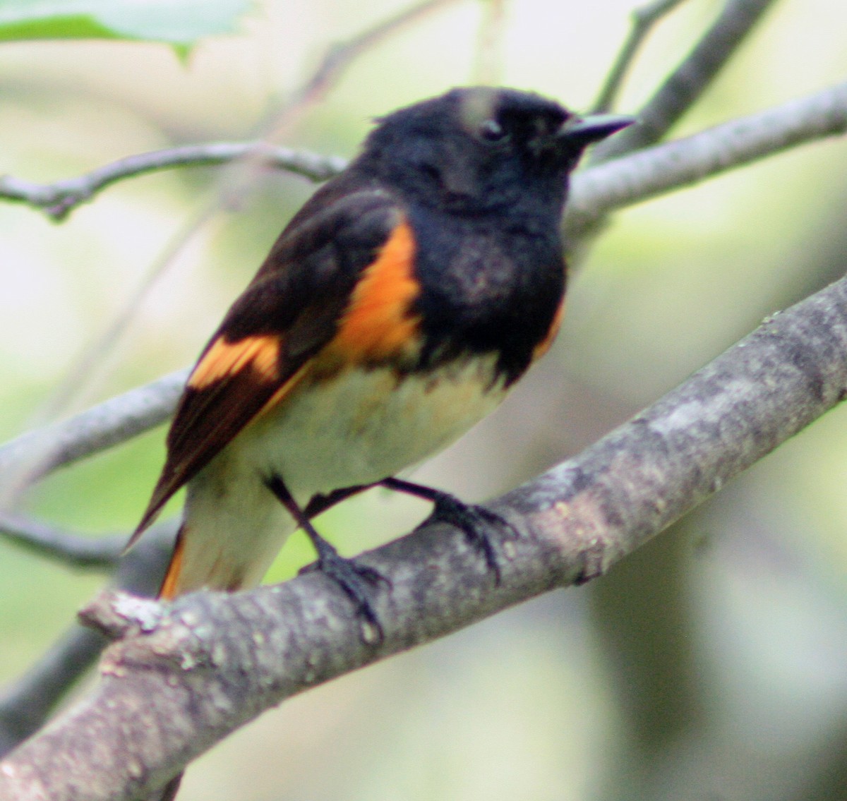 American Redstart - ML580449611