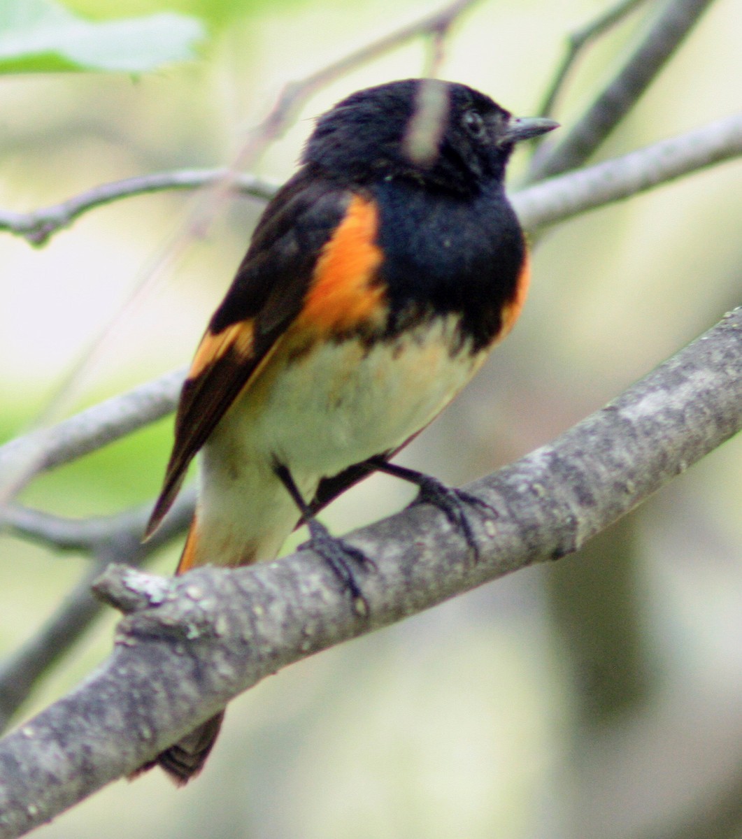 American Redstart - ML580449621