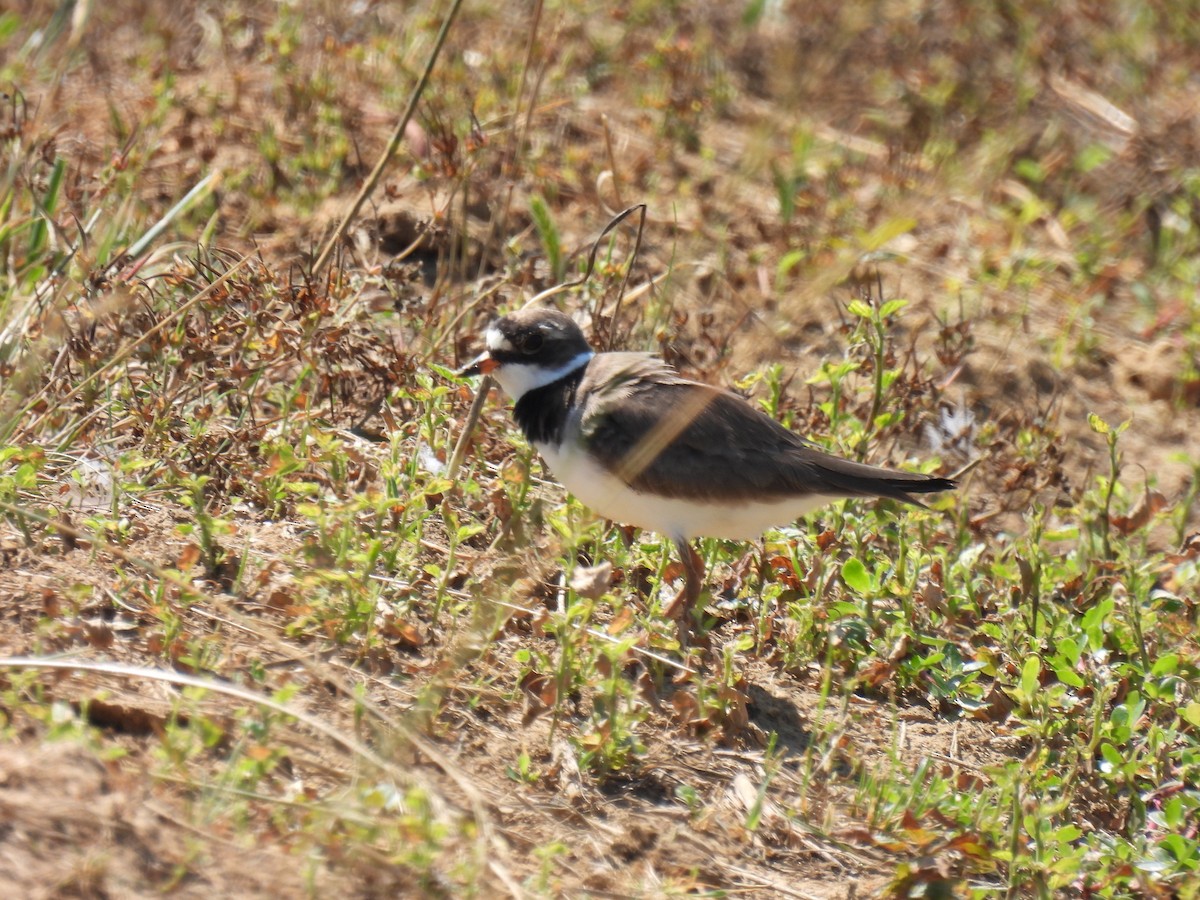 Semipalmated Plover - ML580450041