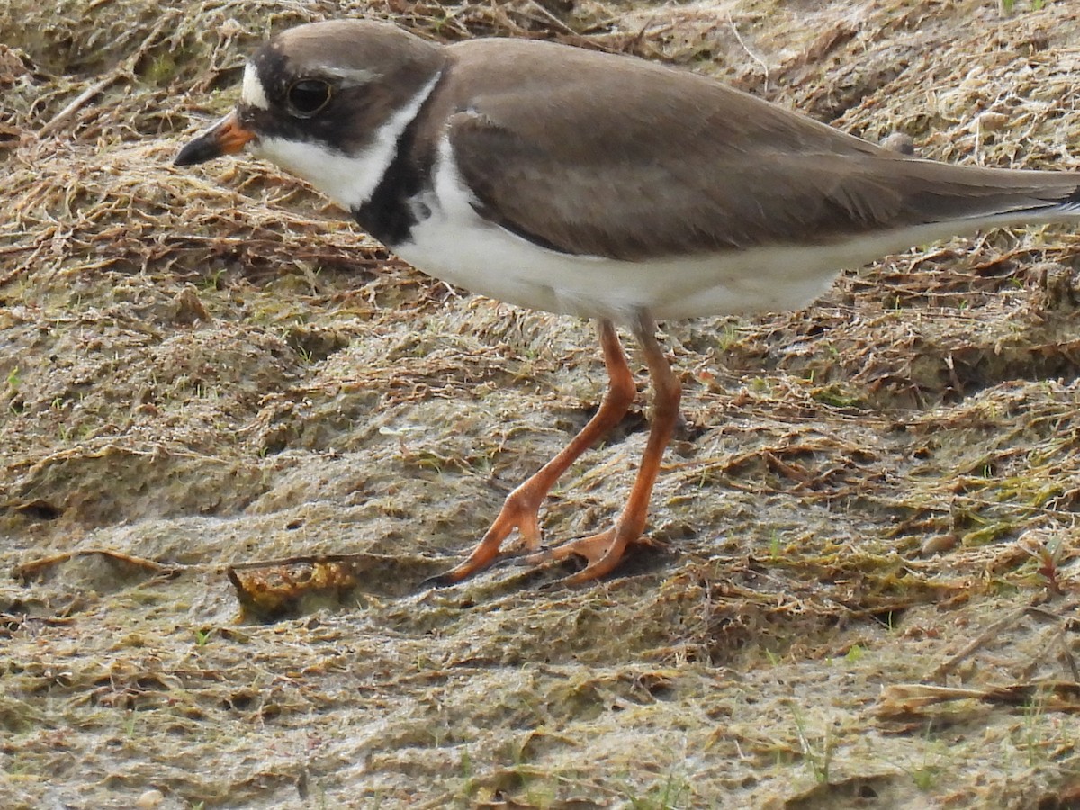 Semipalmated Plover - ML580452131