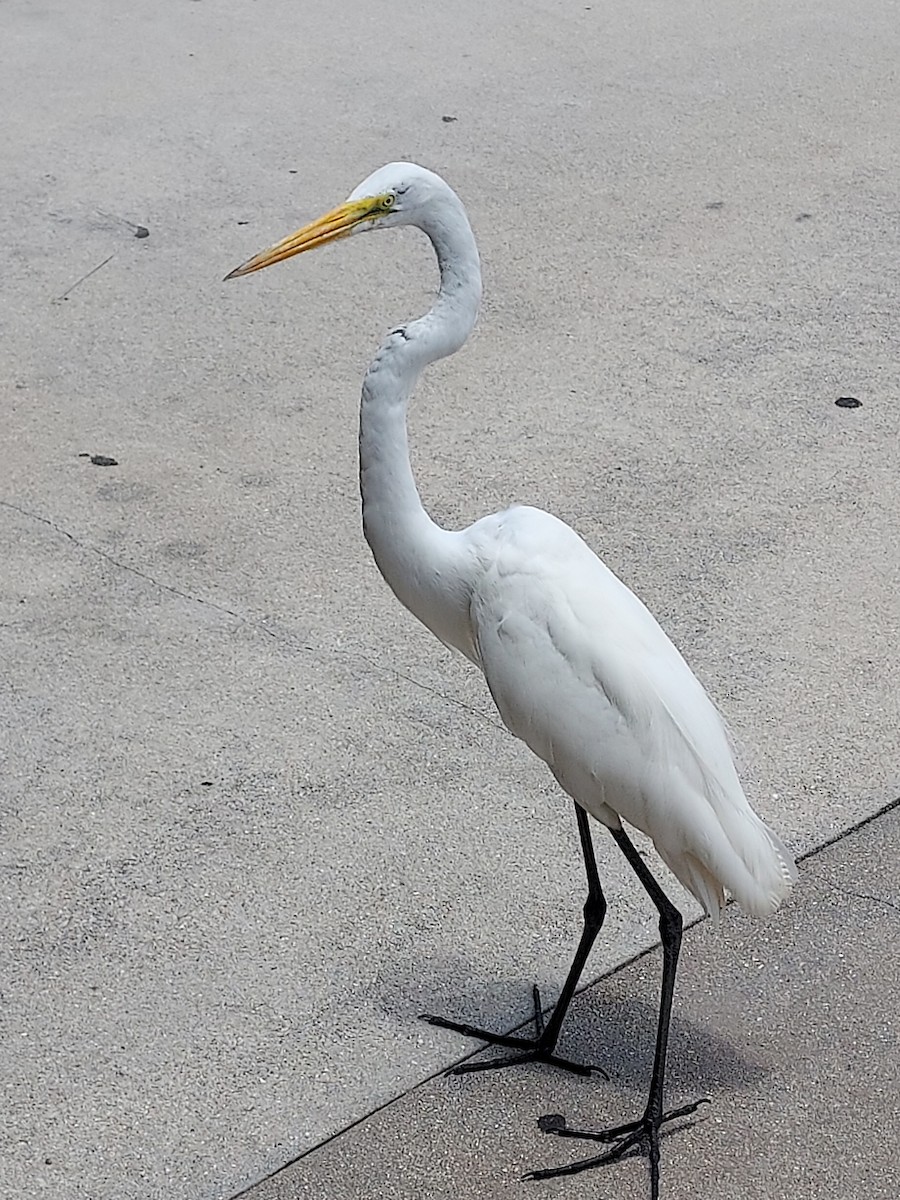 Great Egret - ML580452191