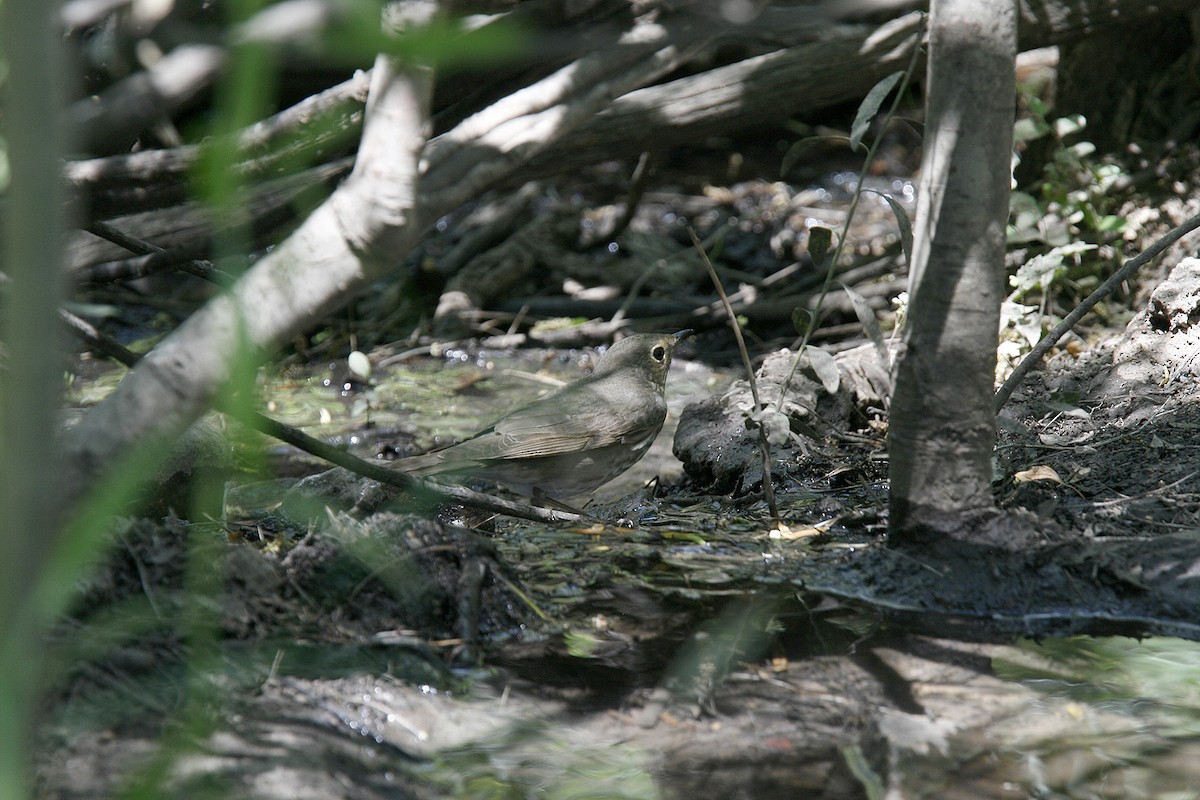 Hermit Thrush - ML58045281