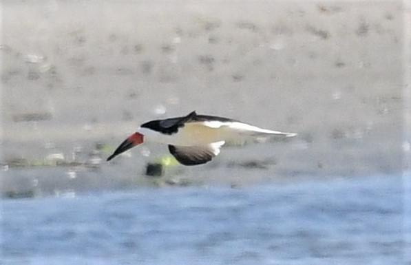 Black Skimmer - David Gillen