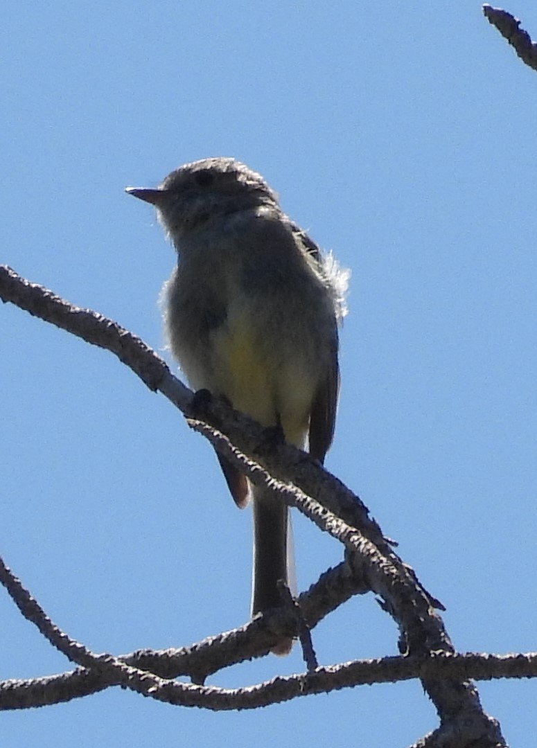 Mosquero Oscuro - ML580453311