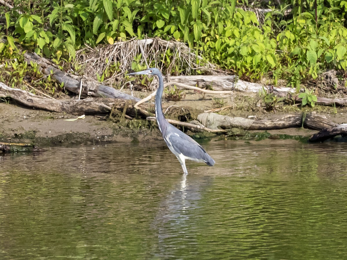 Tricolored Heron - ML580453921