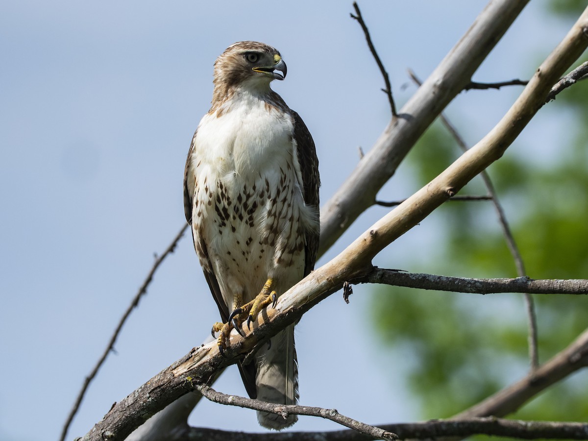 Rotschwanzbussard - ML580454081