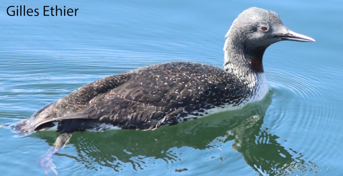 Red-throated Loon - Gilles Ethier