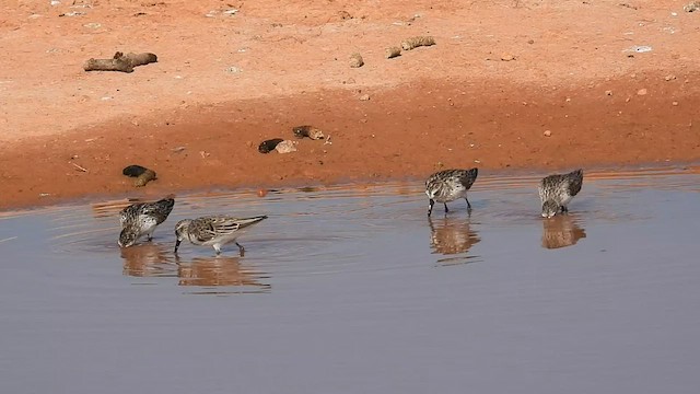 Semipalmated Sandpiper - ML580455511