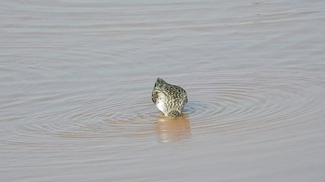 Semipalmated Sandpiper - ML580455521