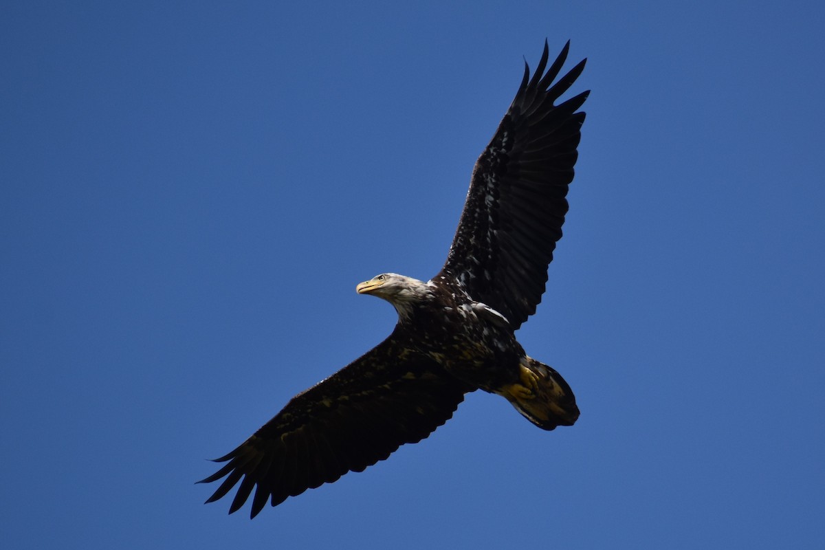 Bald Eagle - ML580455811