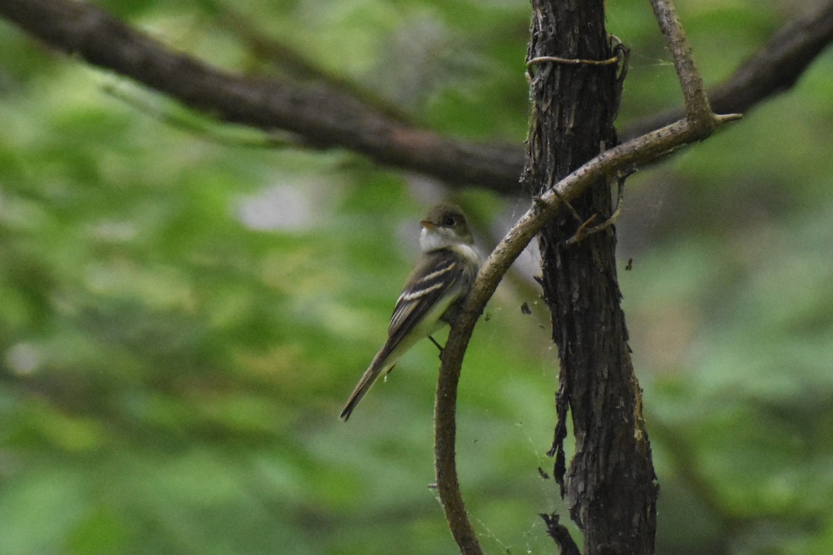 Acadian Flycatcher - ML580455891