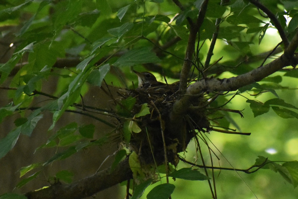 Wood Thrush - ML580455971