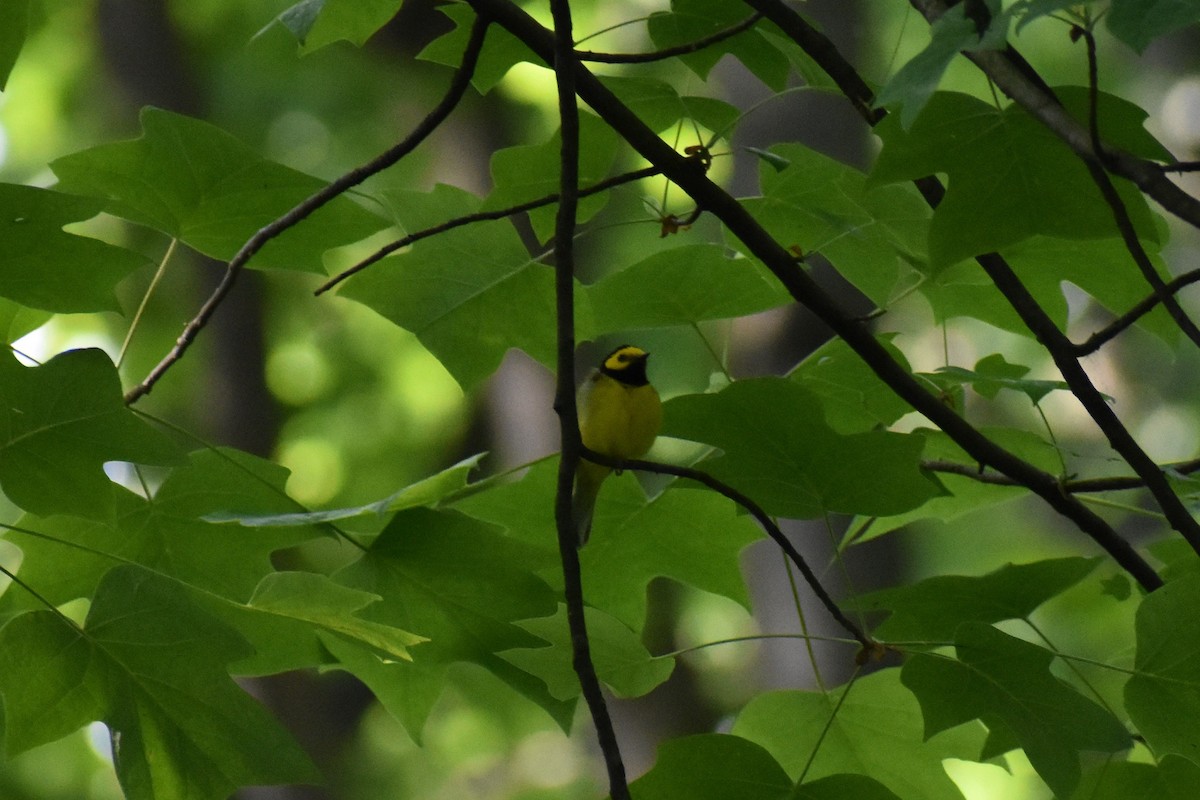 Hooded Warbler - ML580456061