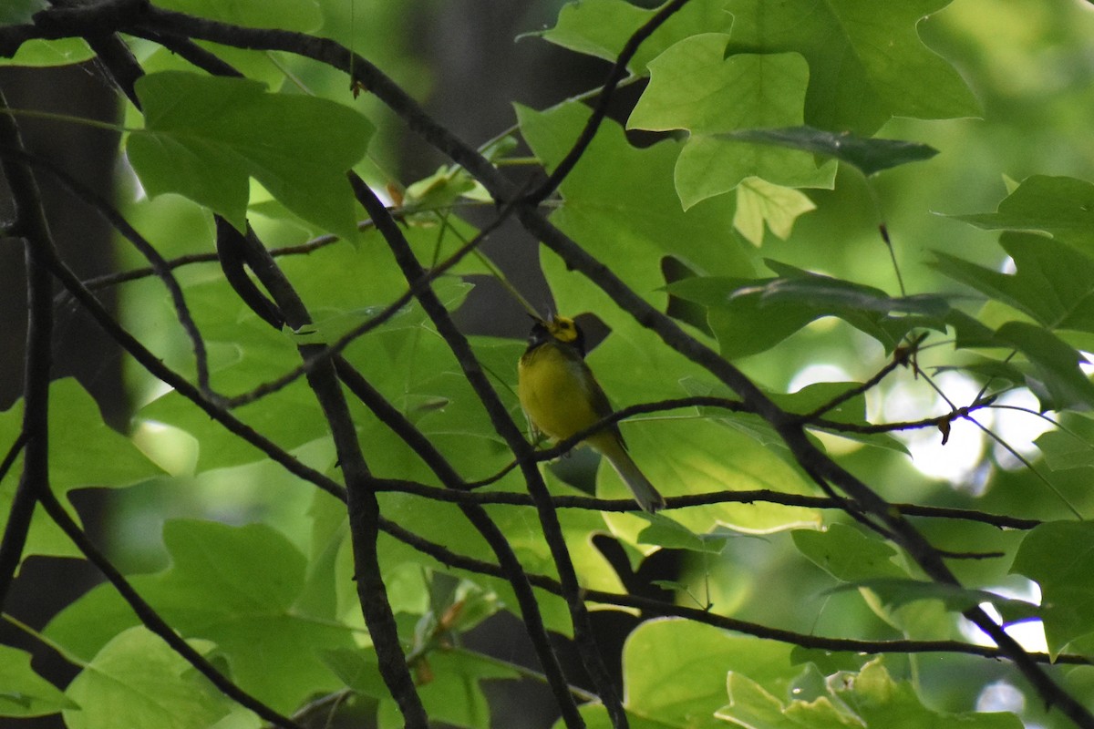 Hooded Warbler - ML580456071