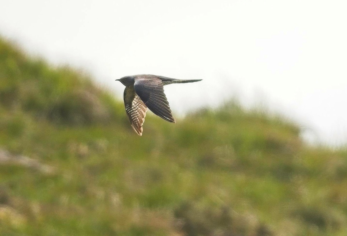 Common Cuckoo - ML580457091