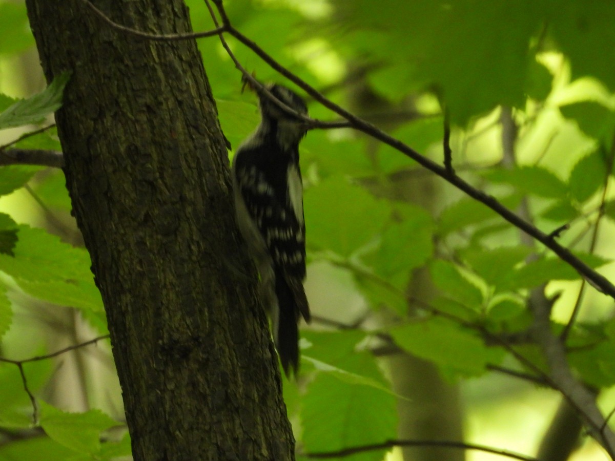 Downy Woodpecker - ML580457261