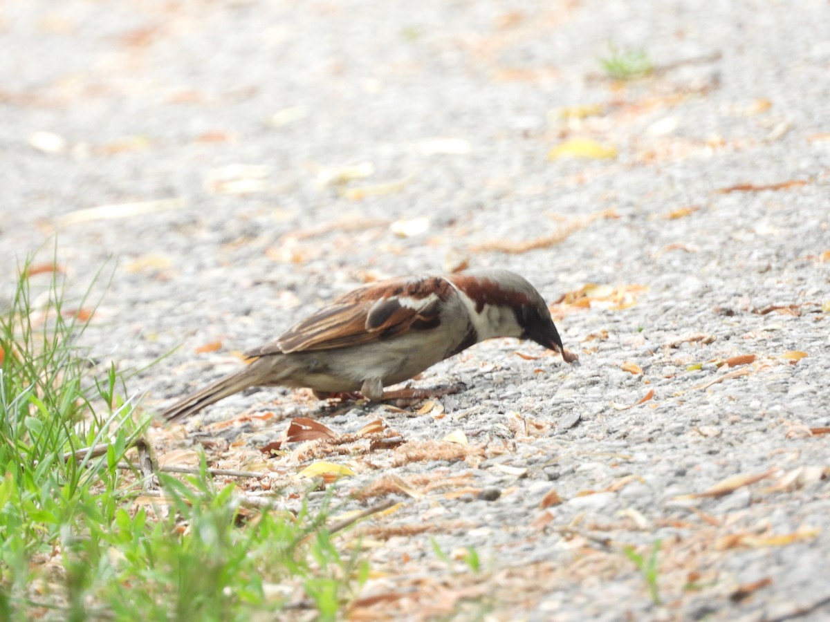 House Sparrow - ML580457351