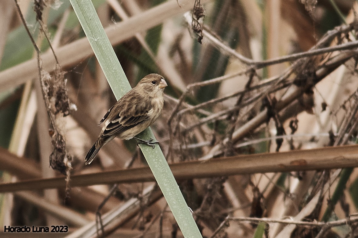 Chestnut-throated Seedeater - ML580457411