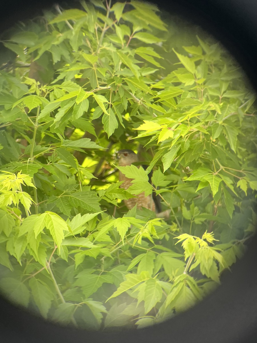 Cooper's Hawk - ML580457531