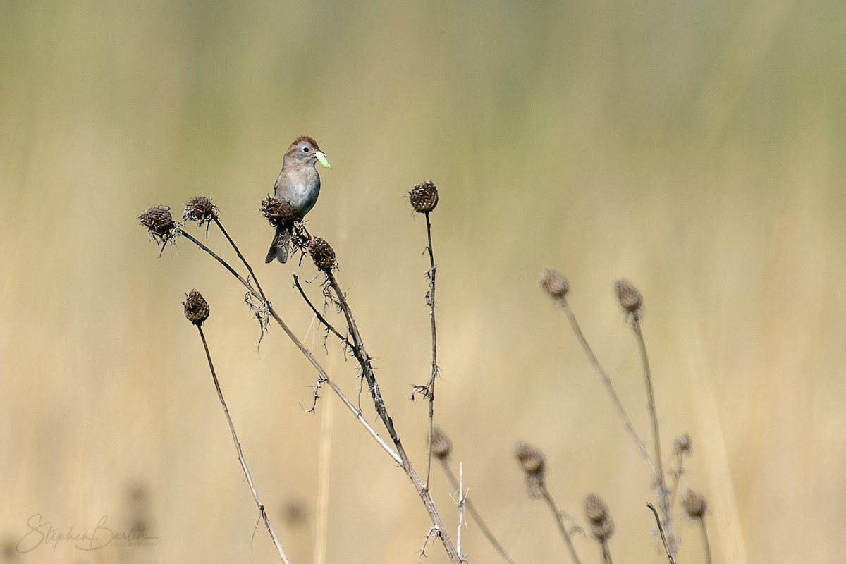 Field Sparrow - Stephen Barten