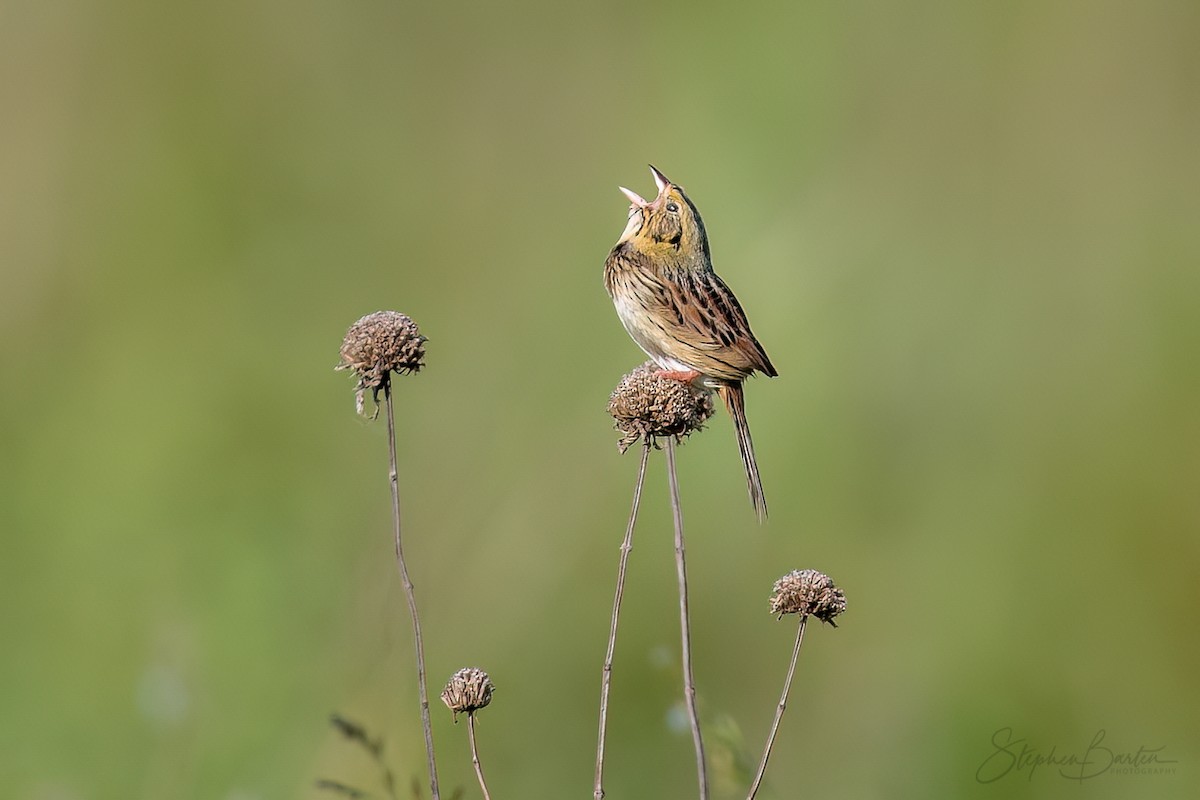 Henslow's Sparrow - Stephen Barten