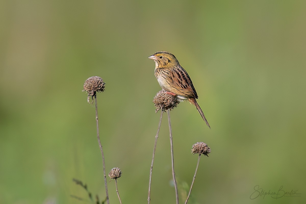 Henslow's Sparrow - Stephen Barten