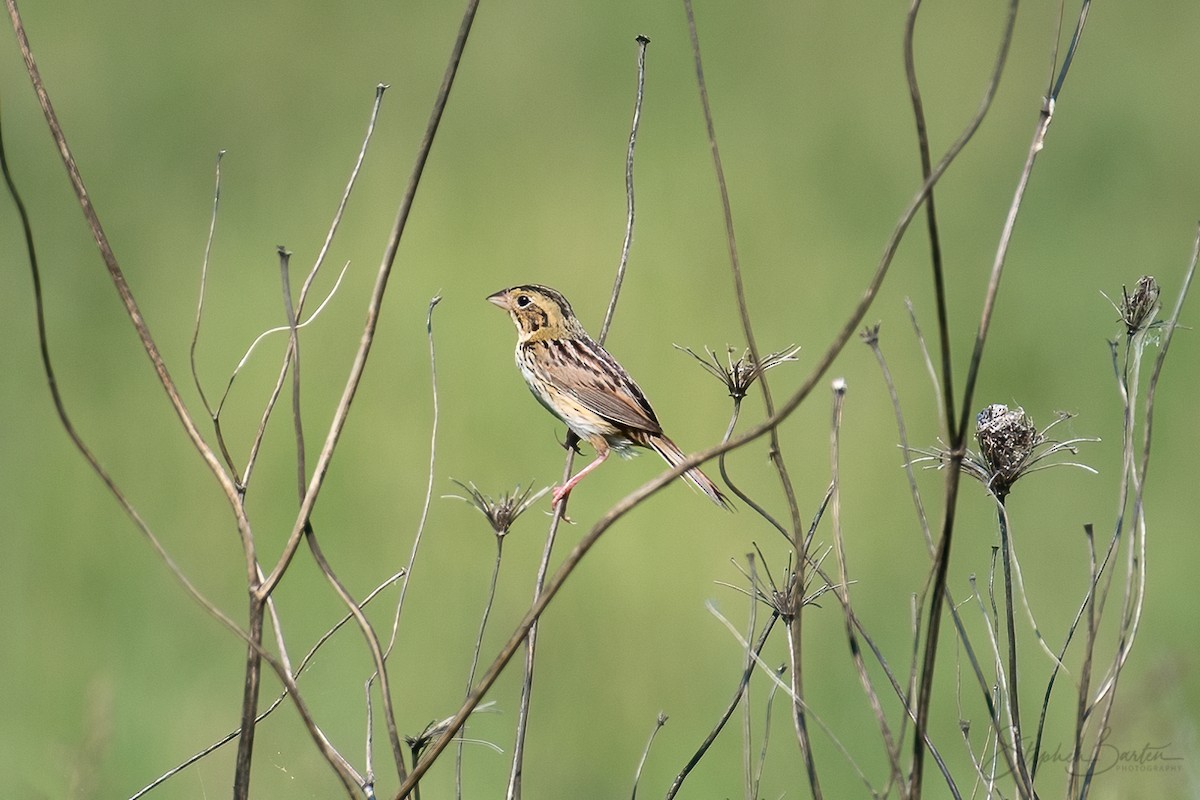 Henslow's Sparrow - Stephen Barten