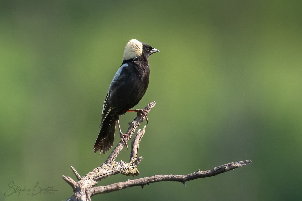 Bobolink - Stephen Barten