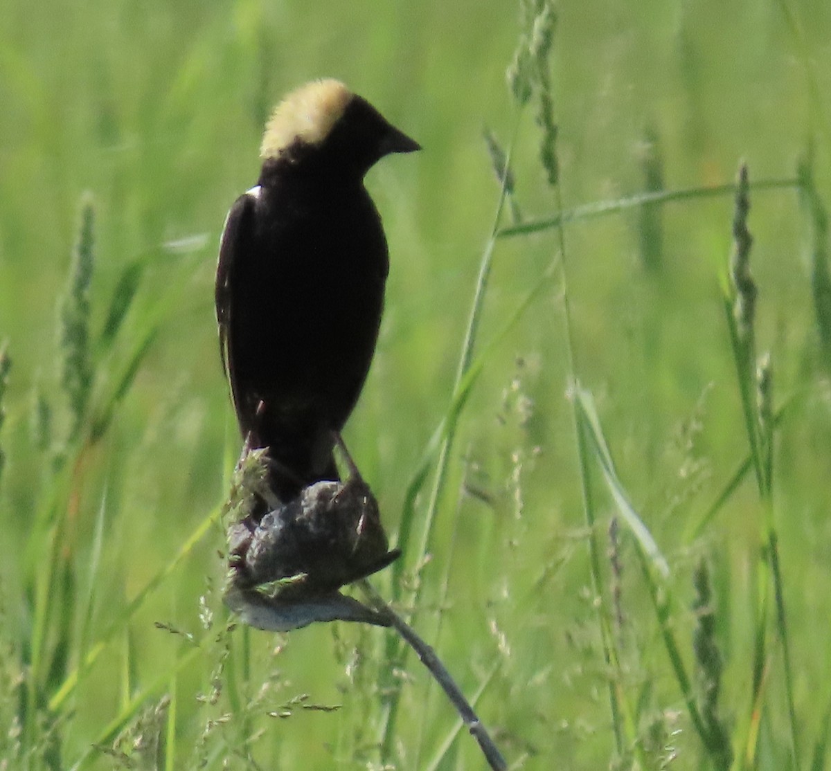 Bobolink - Lynn Hartmann