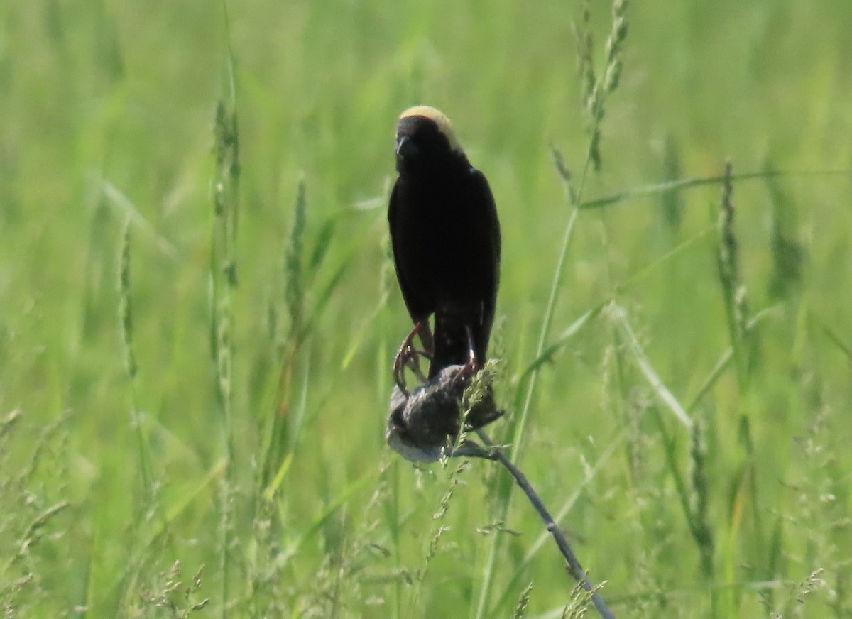 Bobolink - Lynn Hartmann