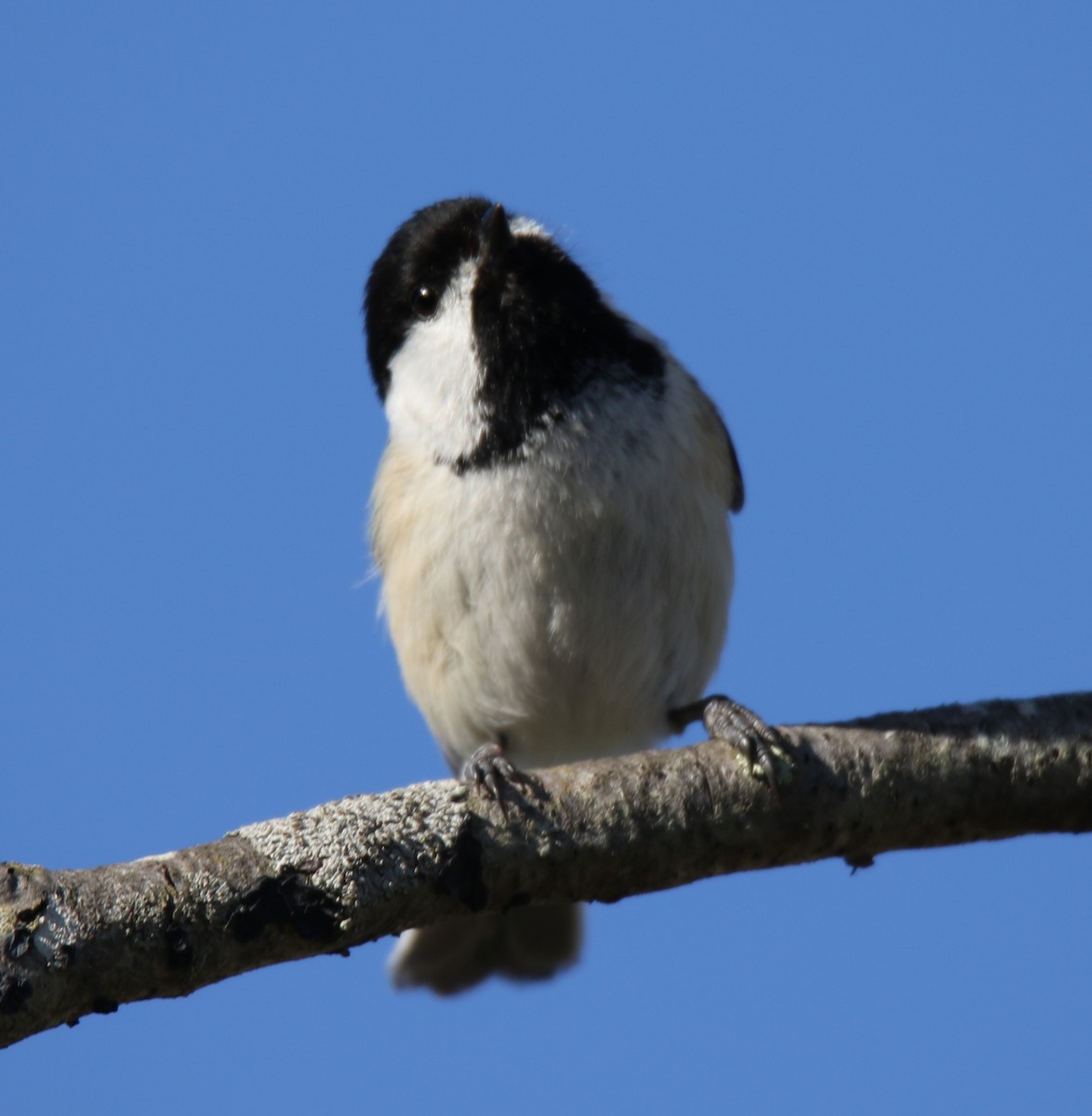 Carolina x Black-capped Chickadee (hybrid) - ML58046011