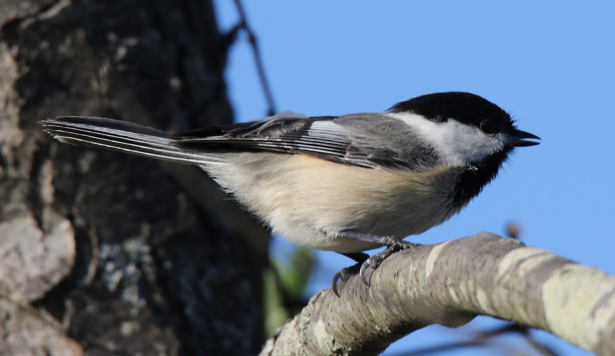 Carolina x Black-capped Chickadee (hybrid) - ML58046021