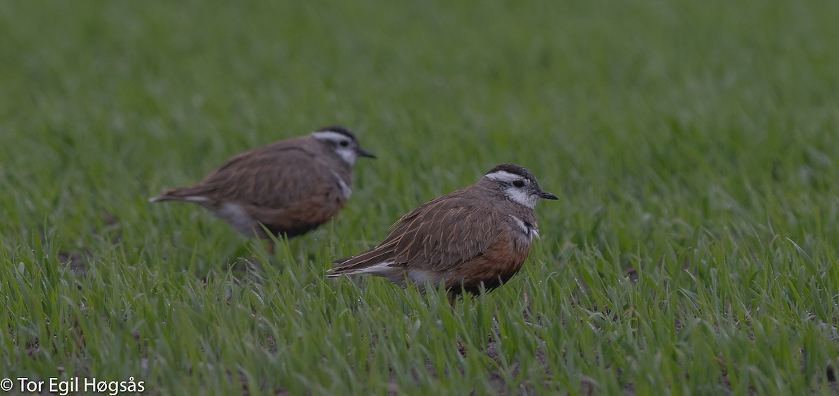 Eurasian Dotterel - ML58046051