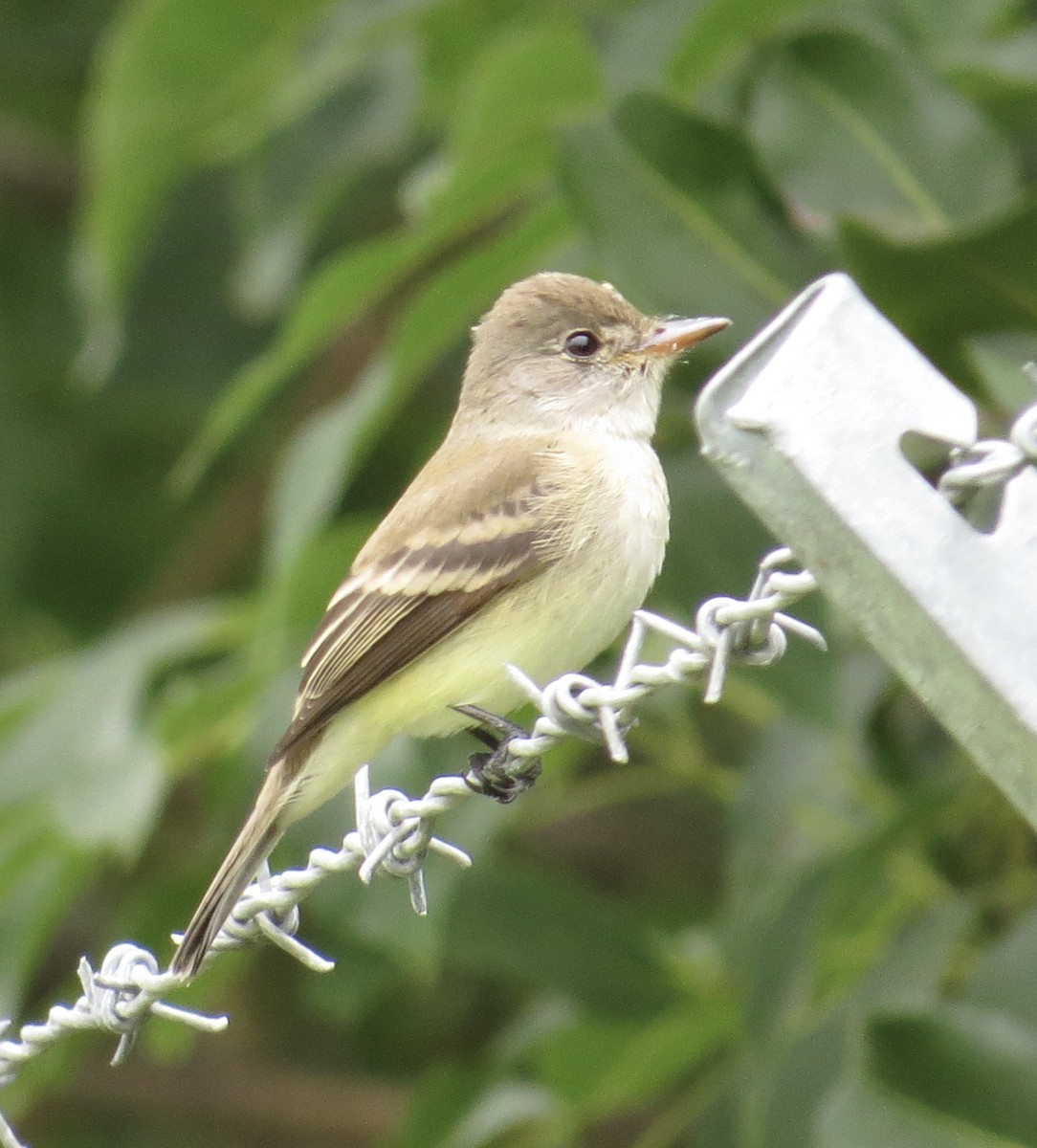 Willow Flycatcher - ML580460571