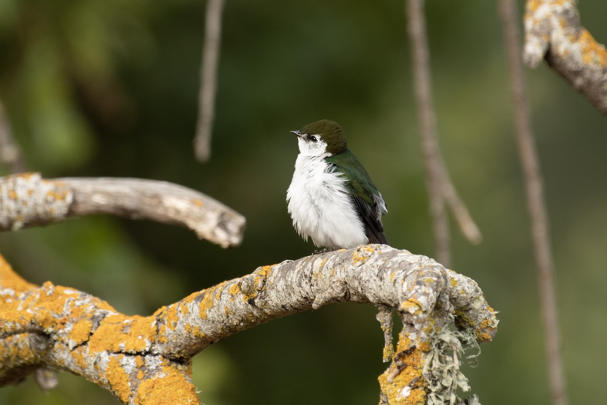 Hirondelle à face blanche - ML580461141