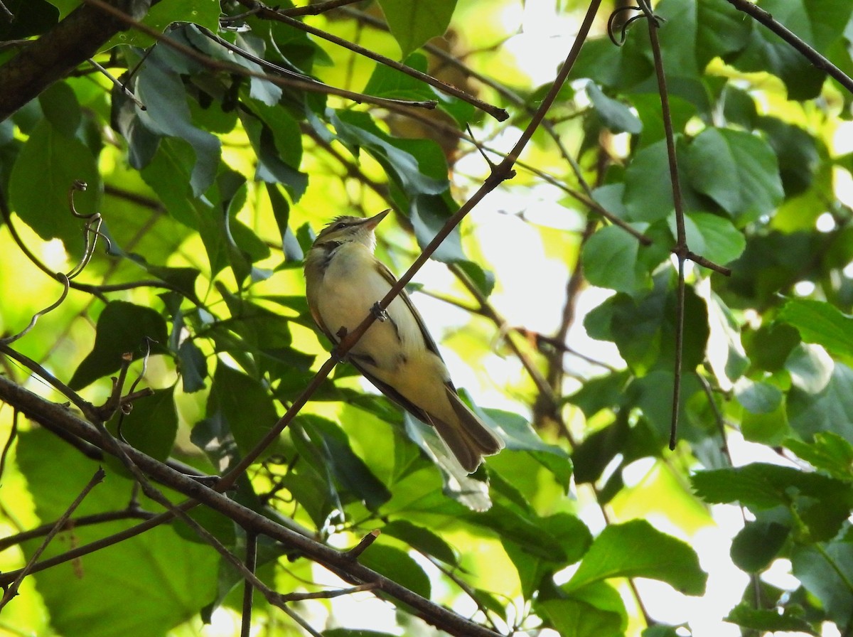 Red-eyed Vireo - Corvus 𓄿