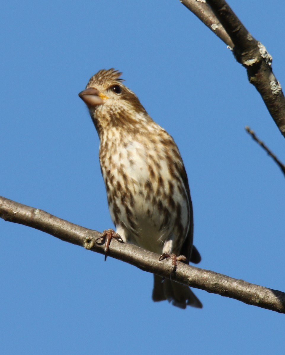 Purple Finch (Eastern) - ML58046131