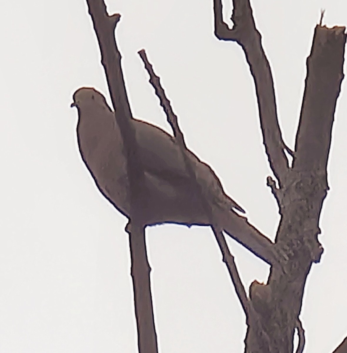 Mourning Dove - ML580461401