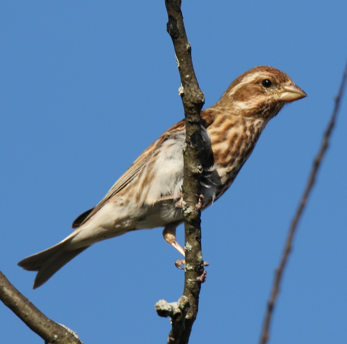 Purple Finch (Eastern) - ML58046141