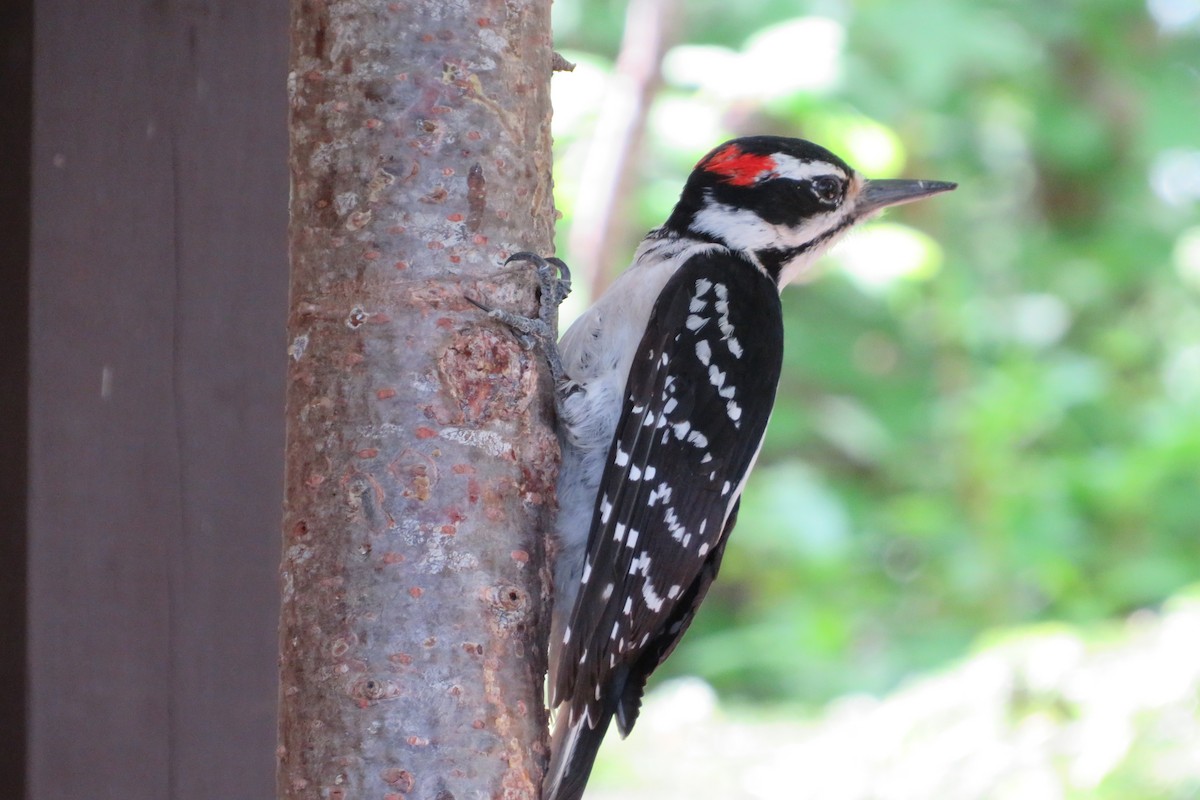 Hairy Woodpecker - ML580462011