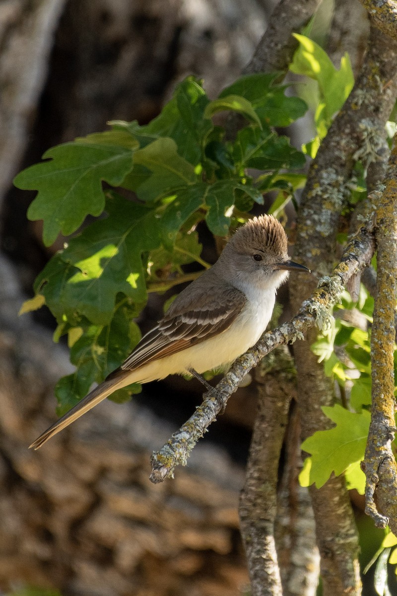 Ash-throated Flycatcher - ML580462751