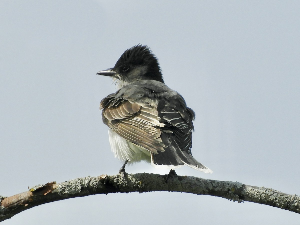 Eastern Kingbird - ML580462861