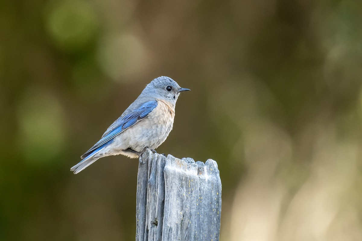 Western Bluebird - ML580463211