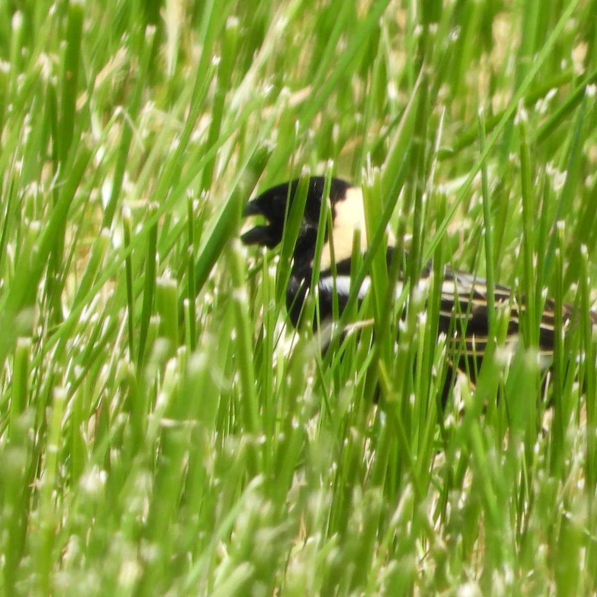 bobolink americký - ML580463291