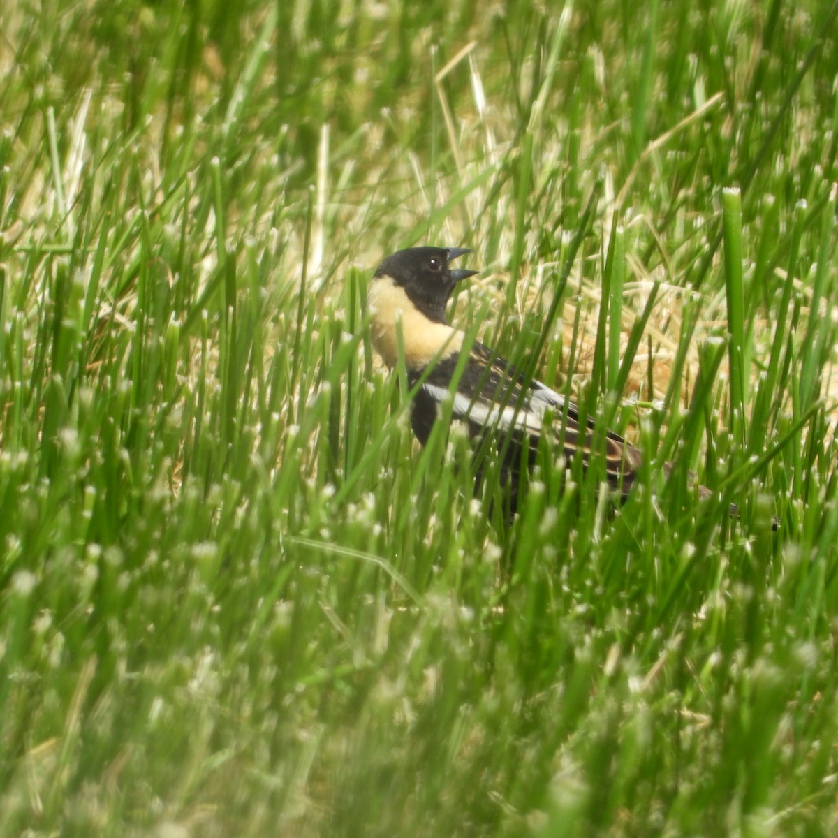 bobolink americký - ML580463381